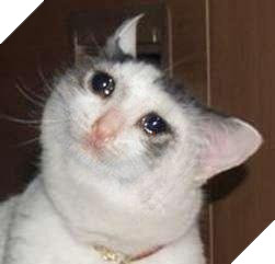 Meme Mèo Khóc là gì, có nguồn gốc từ đâu và các biến thể hài hước từ cộng đồng mạng 7