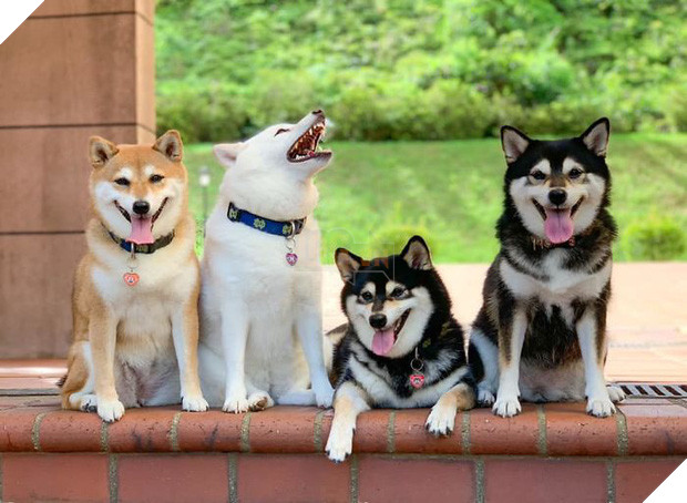 Chú chó Shiba được mệnh danh vua phá sóng mỗi lần chụp ảnh chung với hội anh em - Ảnh 1.