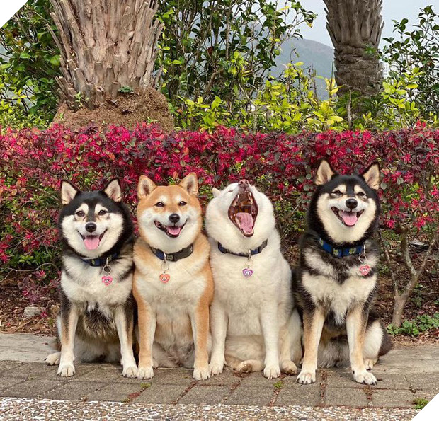 Chú chó Shiba được mệnh danh vua phá sóng mỗi lần chụp ảnh chung với hội anh em - Ảnh 2.