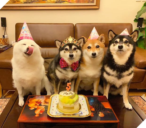 Chú chó Shiba được mệnh danh vua phá sóng mỗi lần chụp ảnh chung với hội anh em - Ảnh 3.