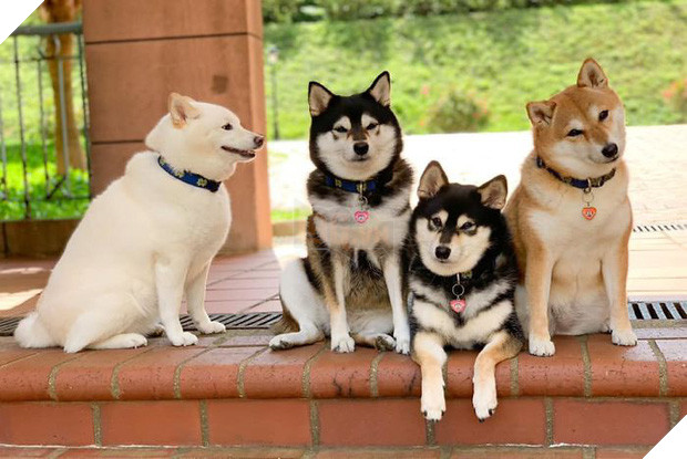 Chú chó Shiba được mệnh danh vua phá sóng mỗi lần chụp ảnh chung với hội anh em - Ảnh 4.