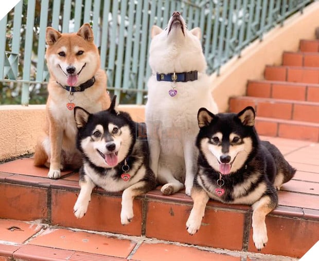 Chú chó Shiba được mệnh danh vua phá sóng mỗi lần chụp ảnh chung với hội anh em - Ảnh 6.