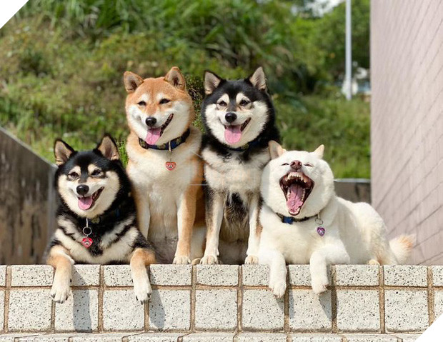 Chú chó Shiba được mệnh danh vua phá sóng mỗi lần chụp ảnh chung với hội anh em - Ảnh 7.