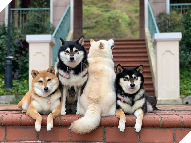 Chú chó Shiba được mệnh danh vua phá sóng mỗi lần chụp ảnh chung với hội anh em - Ảnh 8.