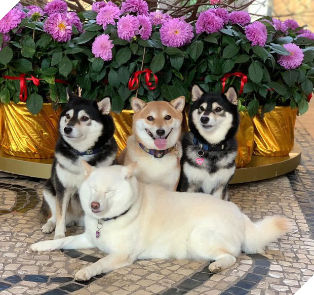 Chú chó Shiba được mệnh danh vua phá sóng mỗi lần chụp ảnh chung với hội anh em - Ảnh 10.
