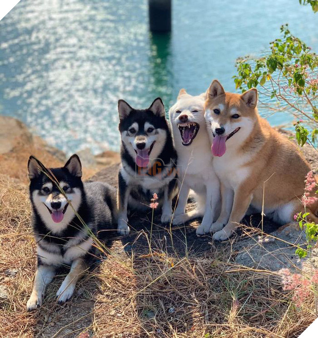Chú chó Shiba được mệnh danh vua phá sóng mỗi lần chụp ảnh chung với hội anh em - Ảnh 13.