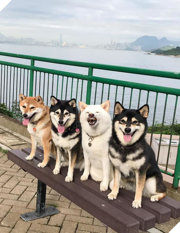 Chú chó Shiba được mệnh danh vua phá sóng mỗi lần chụp ảnh chung với hội anh em - Ảnh 14.