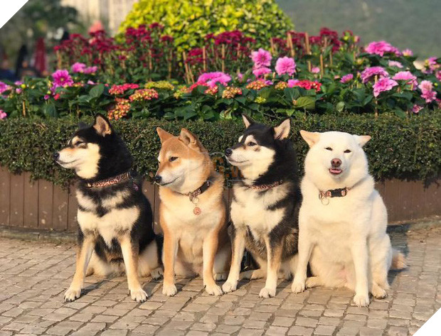 Chú chó Shiba được mệnh danh vua phá sóng mỗi lần chụp ảnh chung với hội anh em - Ảnh 15.