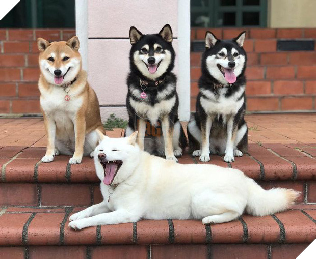 Chú chó Shiba được mệnh danh vua phá sóng mỗi lần chụp ảnh chung với hội anh em - Ảnh 16.