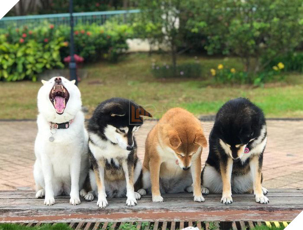 Chú chó Shiba được mệnh danh vua phá sóng mỗi lần chụp ảnh chung với hội anh em - Ảnh 17.