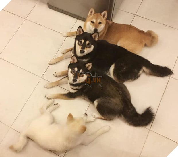 Chú chó Shiba được mệnh danh vua phá sóng mỗi lần chụp ảnh chung với hội anh em - Ảnh 11.