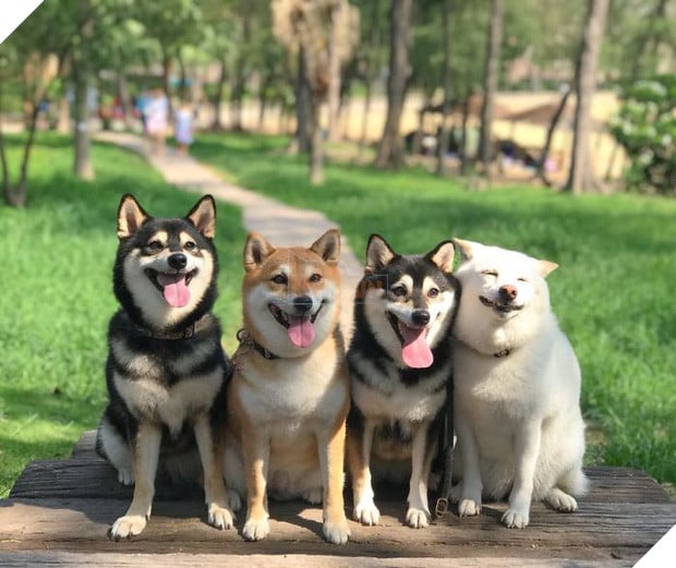 Chú chó Shiba được mệnh danh vua phá sóng mỗi lần chụp ảnh chung với hội anh em - Ảnh 18.