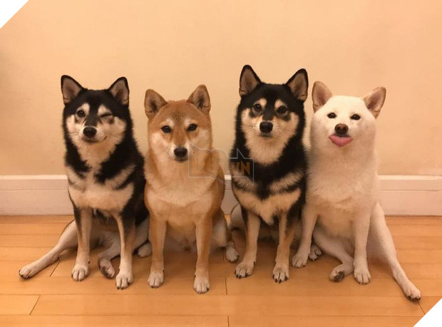 Chú chó Shiba được mệnh danh vua phá sóng mỗi lần chụp ảnh chung với hội anh em - Ảnh 19.