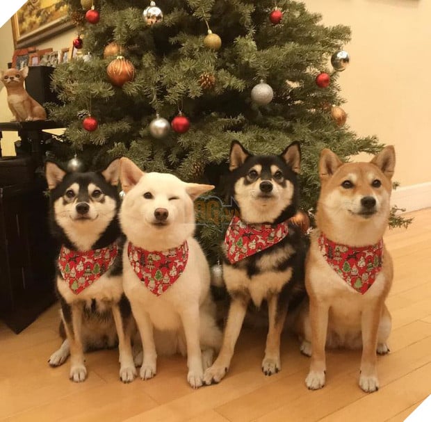 Chú chó Shiba được mệnh danh vua phá sóng mỗi lần chụp ảnh chung với hội anh em - Ảnh 20.