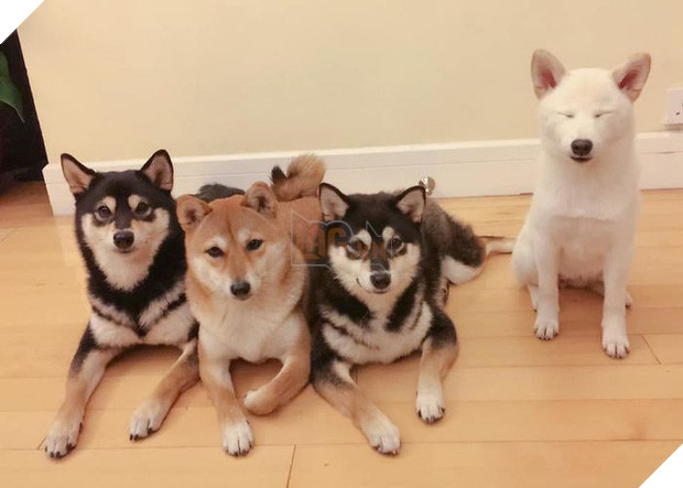 Chú chó Shiba được mệnh danh vua phá sóng mỗi lần chụp ảnh chung với hội anh em - Ảnh 12.