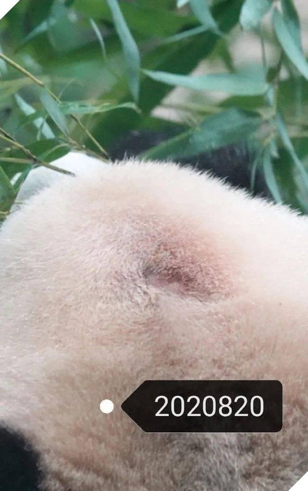 Hình ảnh Quốc bảo Trung Quốc bị hói đầu khiến cộng đồng mạng lo lắng, nguyên nhân thật sự lại rất buồn cười 4