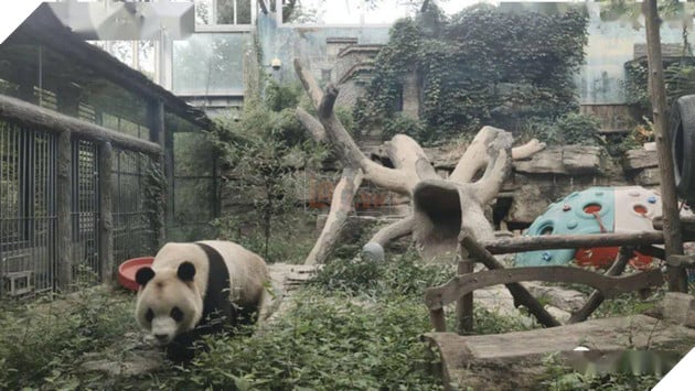 Hình ảnh &quot;Quốc bảo Trung Quốc&quot; bị hói đầu khiến cộng đồng mạng lo lắng, sau khi biết được nguyên nhân thật sự mọi người &quot;cười ra nước mắt&quot; - Ảnh 1.