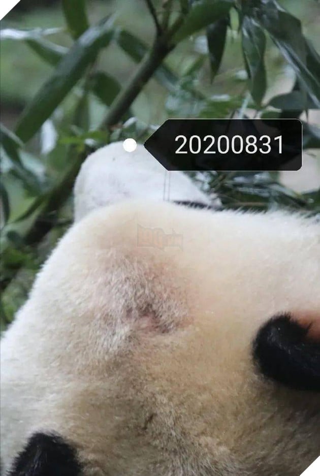 Hình ảnh Quốc bảo Trung Quốc bị hói đầu khiến cộng đồng mạng lo lắng, nguyên nhân thật sự lại rất buồn cười 7