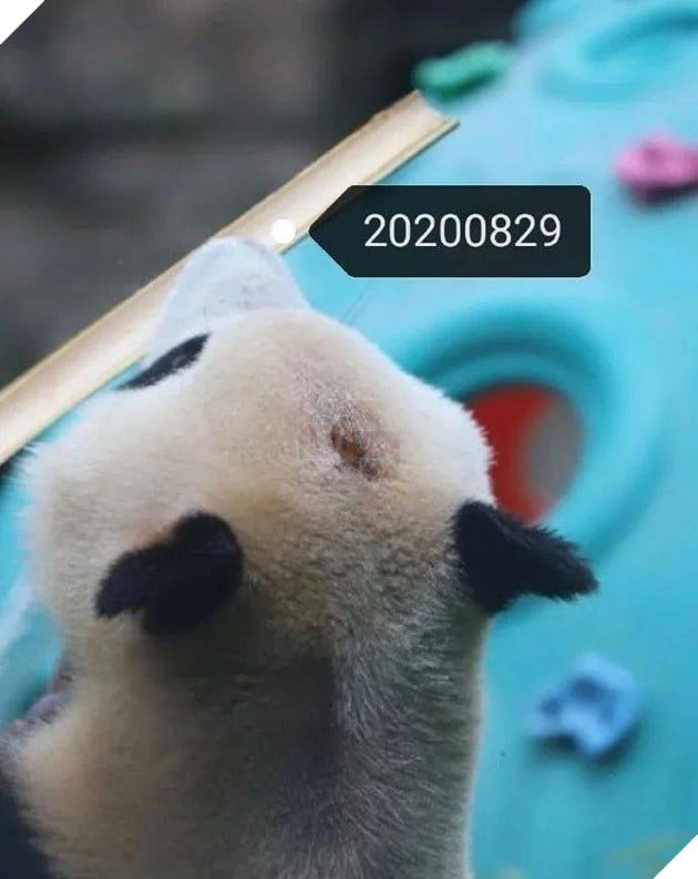 Hình ảnh Quốc bảo Trung Quốc bị hói đầu khiến cộng đồng mạng lo lắng, nguyên nhân thật sự lại rất buồn cười 5