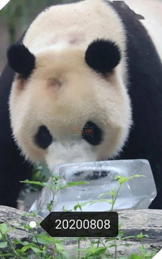 Hình ảnh Quốc bảo Trung Quốc bị hói đầu khiến cộng đồng mạng lo lắng, nguyên nhân thật sự lại rất buồn cười 3