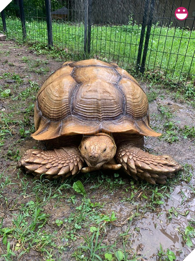 Chú rùa bỏ đi phượt suốt hơn 3 tháng được tìm thấy cách nhà tận 200 mét 2