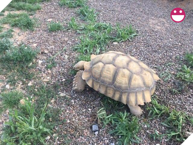 Chú rùa bỏ đi phượt suốt hơn 3 tháng được tìm thấy cách nhà tận 200 mét 3