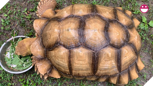 Chú rùa bỏ đi phượt suốt hơn 3 tháng được tìm thấy cách nhà tận 200 mét