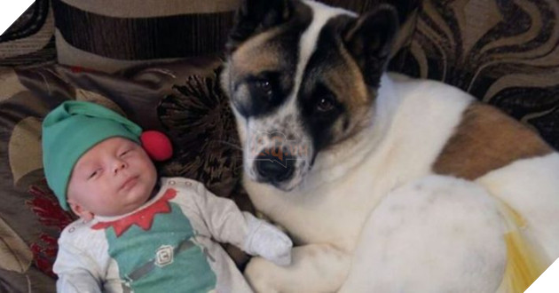 Vừa mang thai, cô gái liền nhận thấy chó cưng hành xử kỳ lạ, đến bệnh viện kiểm tra mới cảm tạ con vật đã cứu mạng 2 mẹ con mình 8