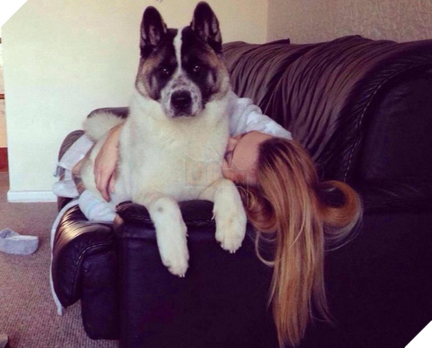 Vừa mang thai, cô gái liền nhận thấy chó cưng hành xử kỳ lạ, đến bệnh viện kiểm tra mới cảm tạ con vật đã cứu mạng 2 mẹ con mình - Ảnh 2.