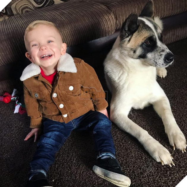 Vừa mang thai, cô gái liền nhận thấy chó cưng hành xử kỳ lạ, đến bệnh viện kiểm tra mới cảm tạ con vật đã cứu mạng 2 mẹ con mình 7