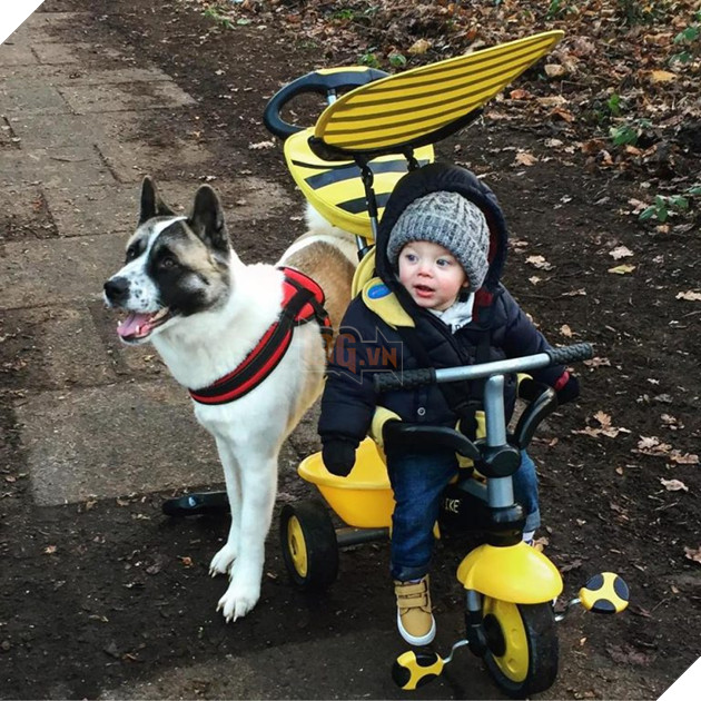 Vừa mang thai, cô gái liền nhận thấy chó cưng hành xử kỳ lạ, đến bệnh viện kiểm tra mới cảm tạ con vật đã cứu mạng 2 mẹ con mình 6