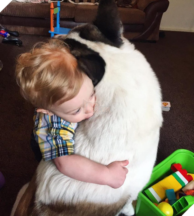 Vừa mang thai, cô gái liền nhận thấy chó cưng hành xử kỳ lạ, đến bệnh viện kiểm tra mới cảm tạ con vật đã cứu mạng 2 mẹ con mình 9