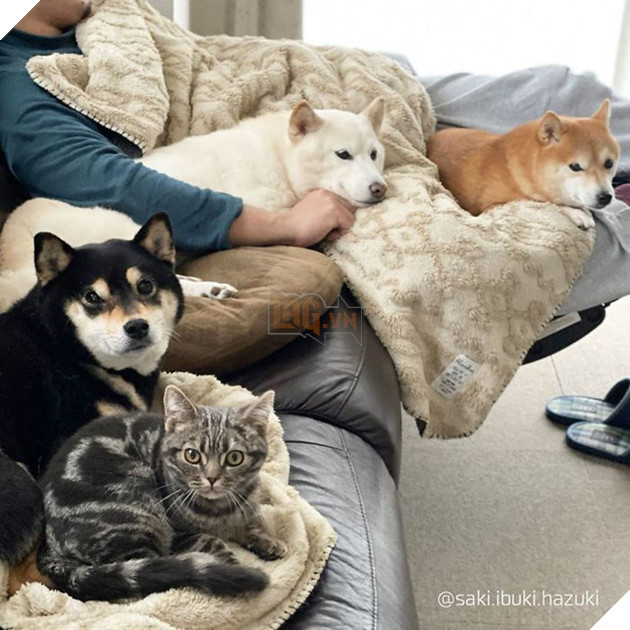 Ở lâu ngày với băng khuyển shiba, mèo Mỹ lông ngắn biến thành chó lúc nào không hay! - Ảnh 17.