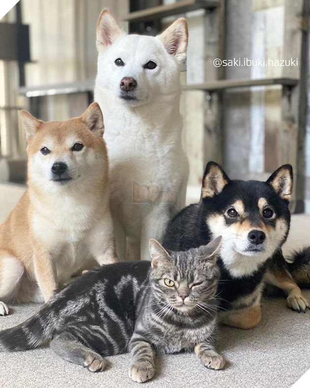 Ở lâu ngày với băng khuyển shiba, mèo Mỹ lông ngắn biến thành chó lúc nào không hay! - Ảnh 13.