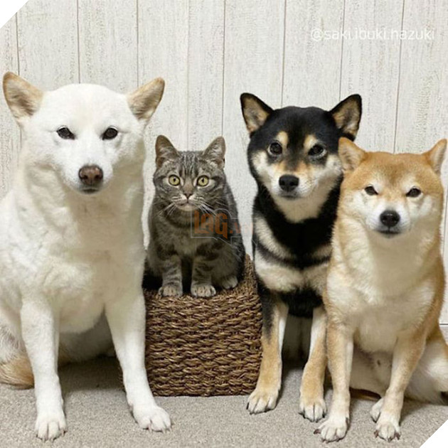 Ở lâu ngày với băng khuyển shiba, mèo Mỹ lông ngắn biến thành chó lúc nào không hay! - Ảnh 9.