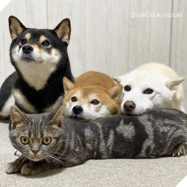 Ở lâu ngày với băng khuyển shiba, mèo Mỹ lông ngắn biến thành chó lúc nào không hay! - Ảnh 3.