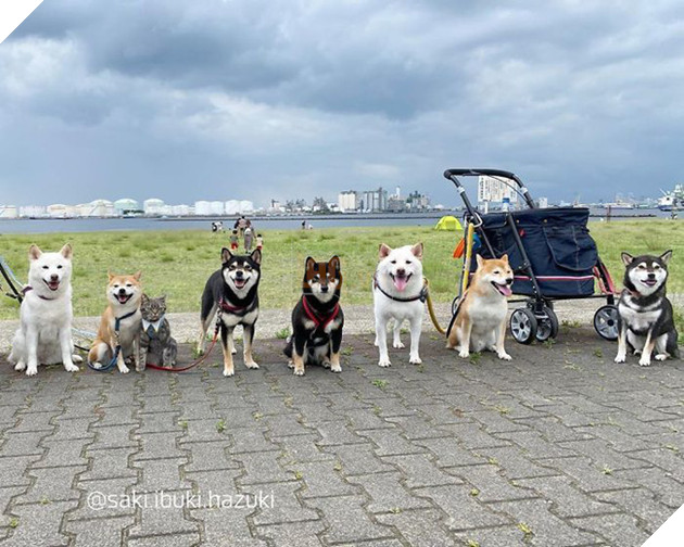 Ở lâu ngày với băng khuyển shiba, mèo Mỹ lông ngắn biến thành chó lúc nào không hay! - Ảnh 19.