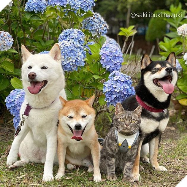 Ở lâu ngày với băng khuyển shiba, mèo Mỹ lông ngắn biến thành chó lúc nào không hay! - Ảnh 11.