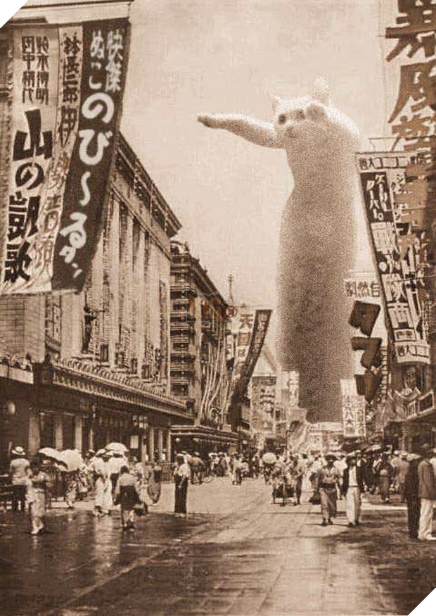 Nobiko - chú mèo huyền thoại Internet với bức ảnh meme Con mèo dài ngoằng qua đời ở tuổi 18 - Ảnh 2.