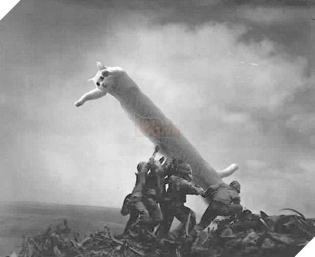 Nobiko - chú mèo huyền thoại Internet với bức ảnh meme Con mèo dài ngoằng qua đời ở tuổi 18 - Ảnh 6.