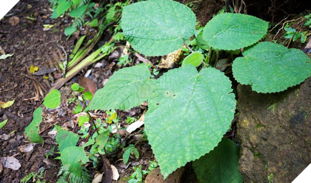 Phát hiện ra cây có nọc độc nhất thế giới, khiến bạn đau đớn đến mức bạn muốn tự sát