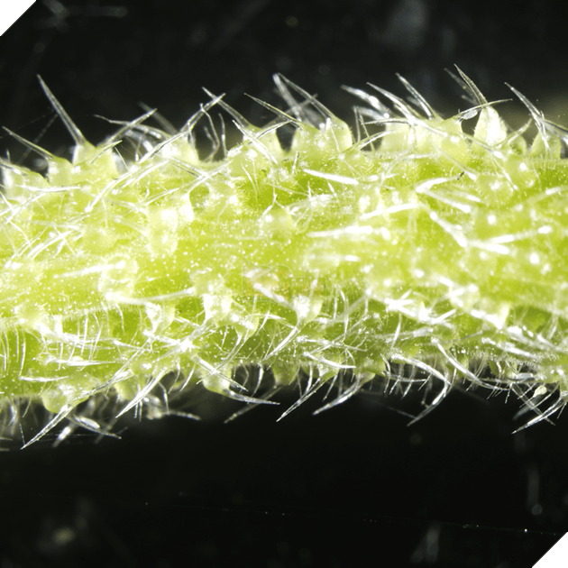 Phát hiện ra cây có nọc độc nhất thế giới, khiến bạn đau đớn đến mức bạn muốn tự sát 2