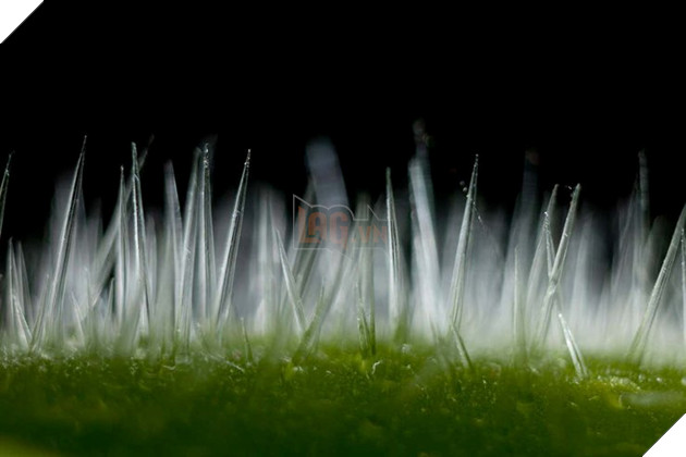 Phát hiện ra cây có nọc độc nhất thế giới, khiến bạn đau đớn đến mức bạn muốn tự sát 3