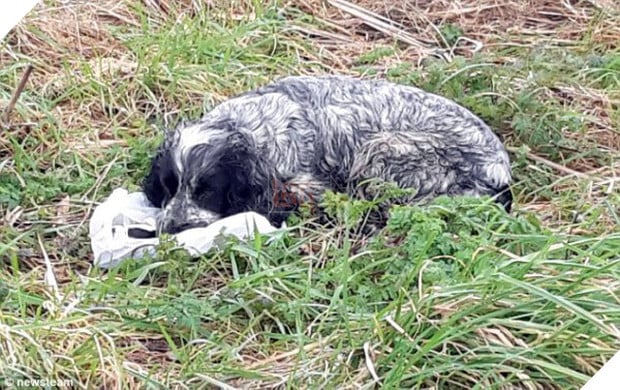 Đạp xe tập thể dục trên đường vắng, người đàn phát hiện sinh vật lạ như &quot;yêu quái&quot;, lại gần mới ngã ngửa khi thấy cảnh tượng đau lòng trước mắt - Ảnh 1.