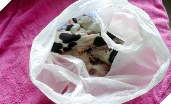 Đạp xe tập thể dục trên đường vắng, người đàn phát hiện sinh vật lạ như &quot;yêu quái&quot;, lại gần mới ngã ngửa khi thấy cảnh tượng đau lòng trước mắt - Ảnh 2.