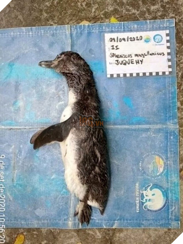 Chim cánh cụt chết thảm vì nuốt phải khẩu trang  - Ảnh 1.