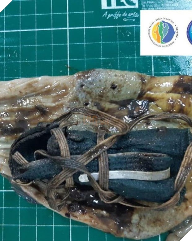 Chim cánh cụt chết thảm vì nuốt phải khẩu trang  - Ảnh 2.