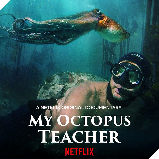 Phim Netflix về chuyện tình người và bạch tuộc gây tranh cãi vì chứa chi tiết nhạy cảm đáng sợ