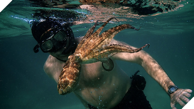 Phim Netflix về chuyện tình người và bạch tuộc gây tranh cãi vì chứa chi tiết nhạy cảm đáng sợ 2