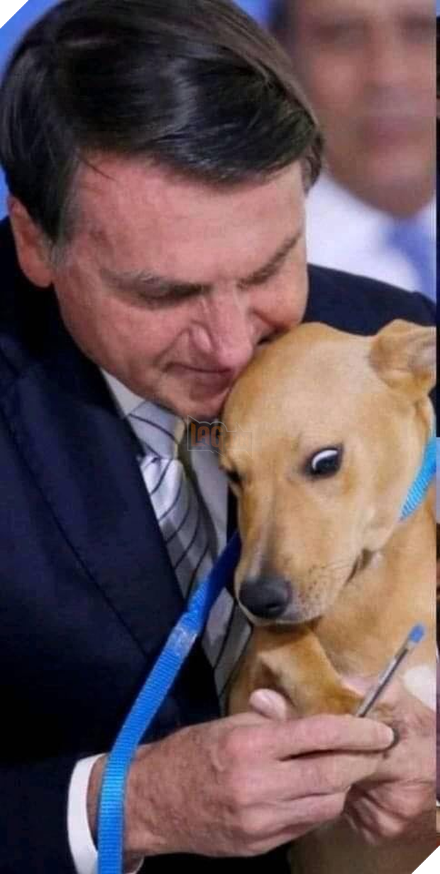 Chú chó số má nhất Brazil: Đại diện anh em bốn chân cả nước đi kí bộ luật cấm ngược đãi động vật với Tổng thống - Ảnh 3.